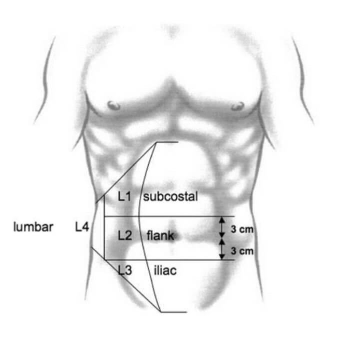 Muscoli addominali