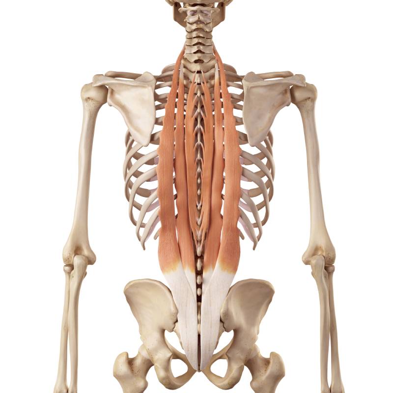 Modello anatomico dei muscoli paravertebrali