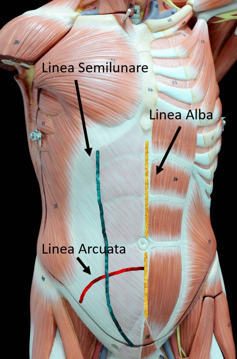 Riferimenti anatomici della parete addominale